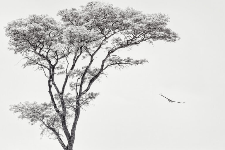  (6420) the African eagle by Piet Flour,pictufy.com präsentiert: Afrika, Bäume, Kreatives, Landschaften, Natur, Tiere, Vögel