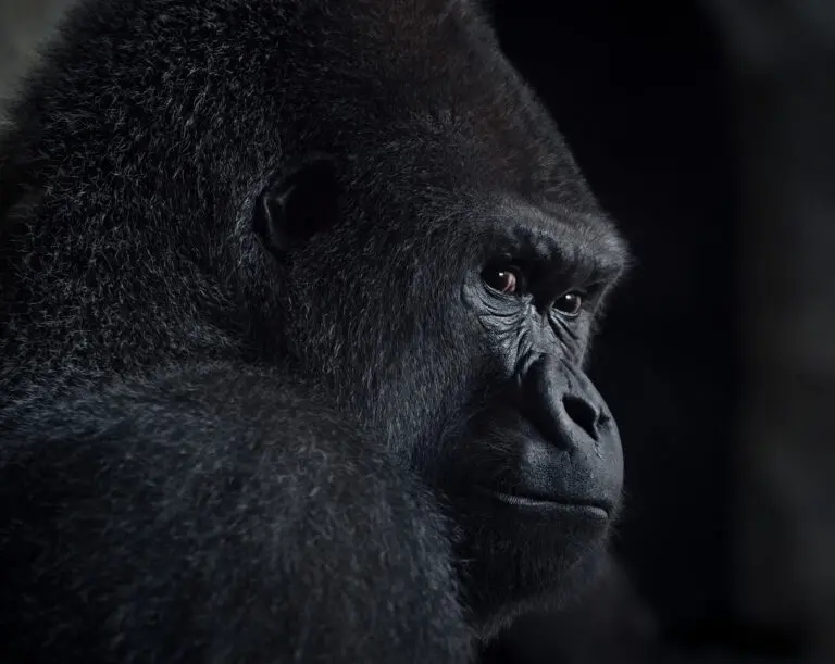 gorilla gaze by Helena GARCIA HUERTAS