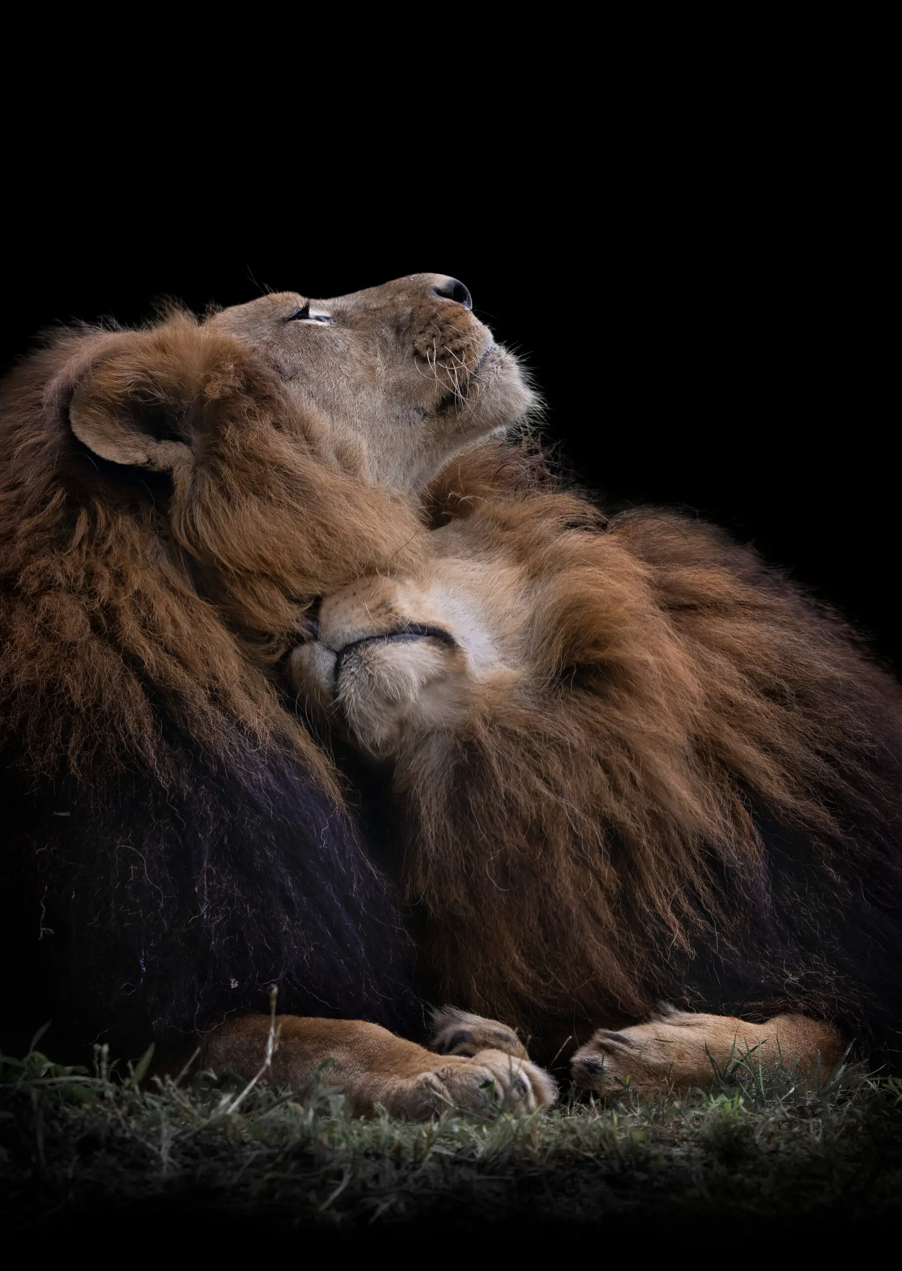 Wandbild (19364) Two Lions by jealousy präsentiert: Tiere