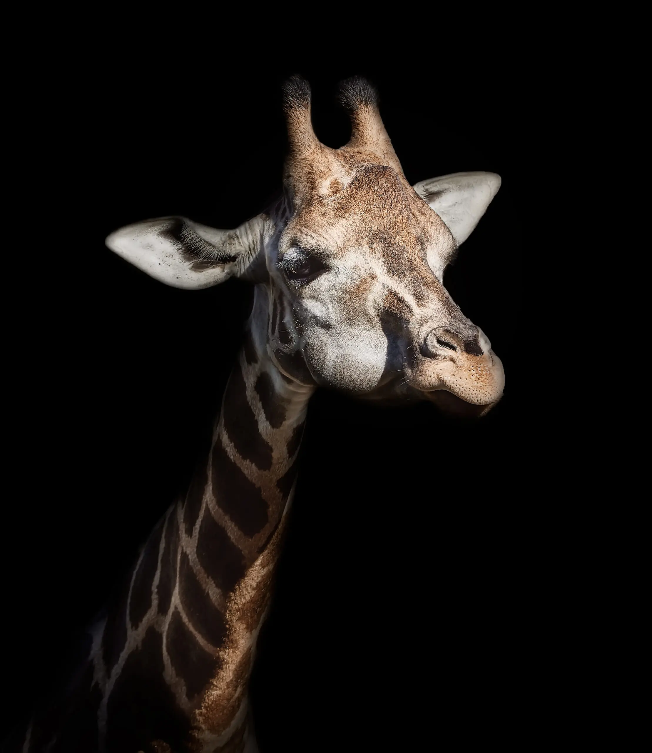 Giraffe in low key by Helena GARCIA HUERTAS