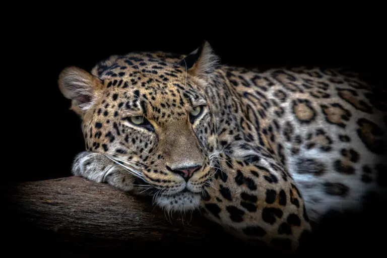  (19371) Leopard resting by Nauzet Baez Photography präsentiert: Tiere