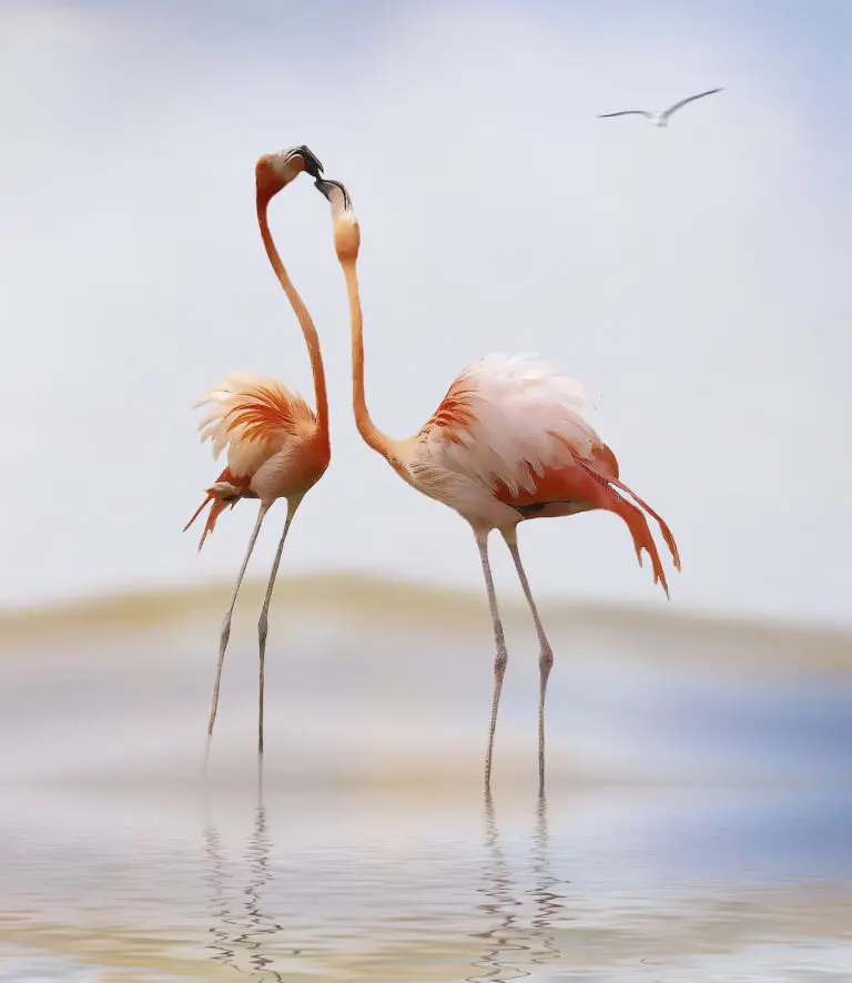 flamingo kiss by Anna Cseresnjes