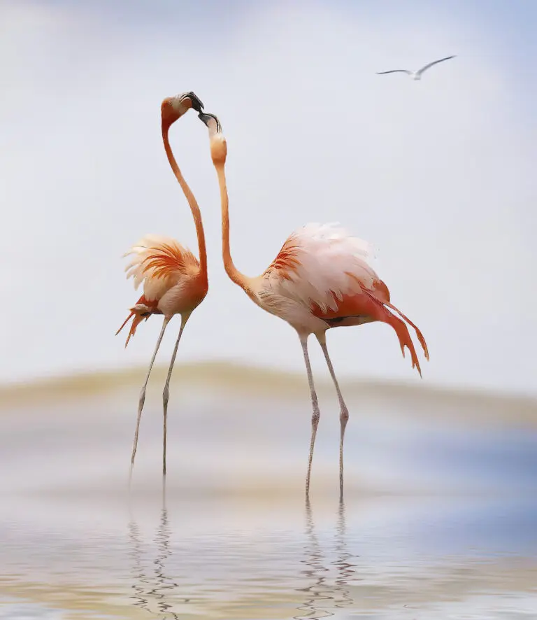  (19375) flamingo kiss by Anna Cseresnjes präsentiert:  