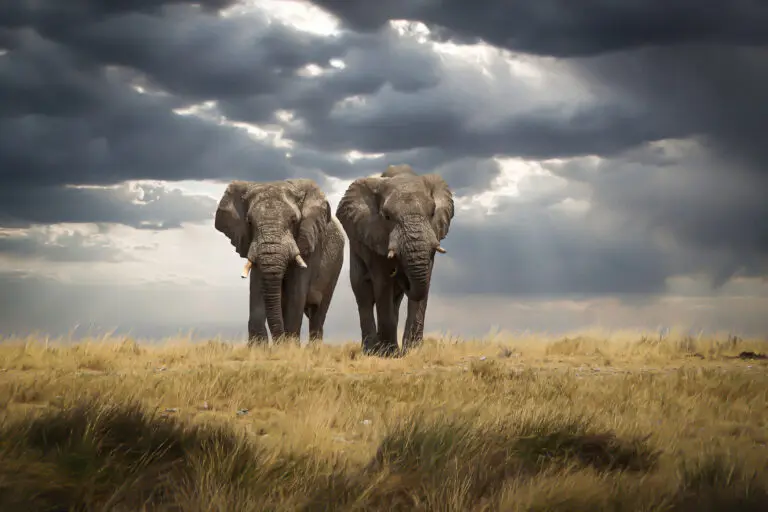  (19381) Brothers by Christian Kurz präsentiert: Natur, Tiere