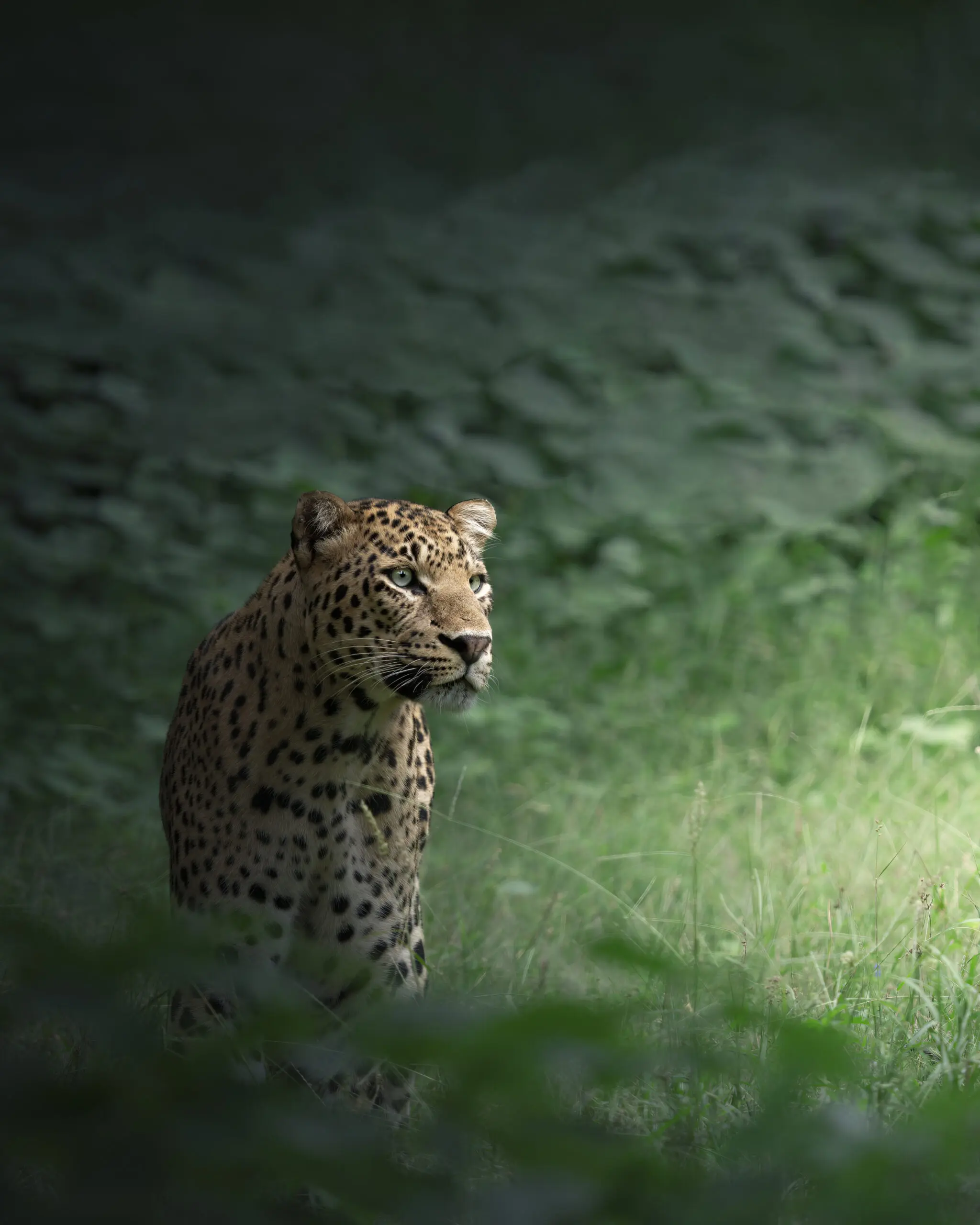 Wandbild (19383) The Loner by Chaitanya Rabat präsentiert: Tiere,Natur