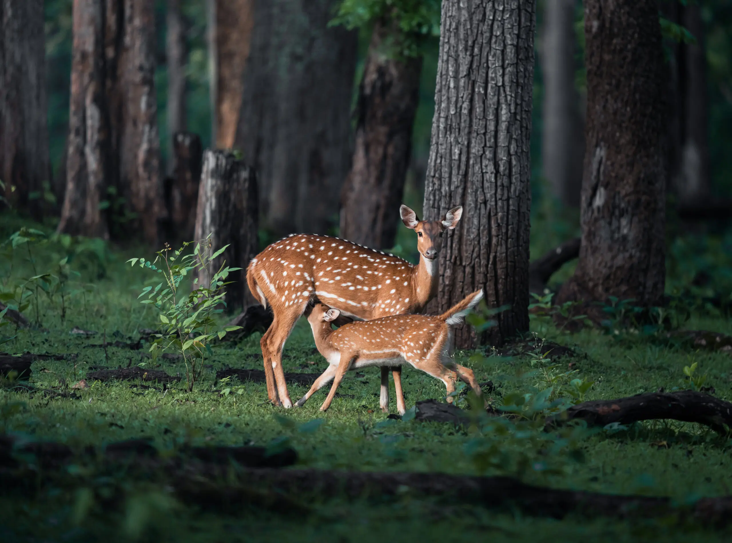 Wandbild (19385) Sanctity of Motherhood by Chaitanya Rabat präsentiert: Tiere,Natur