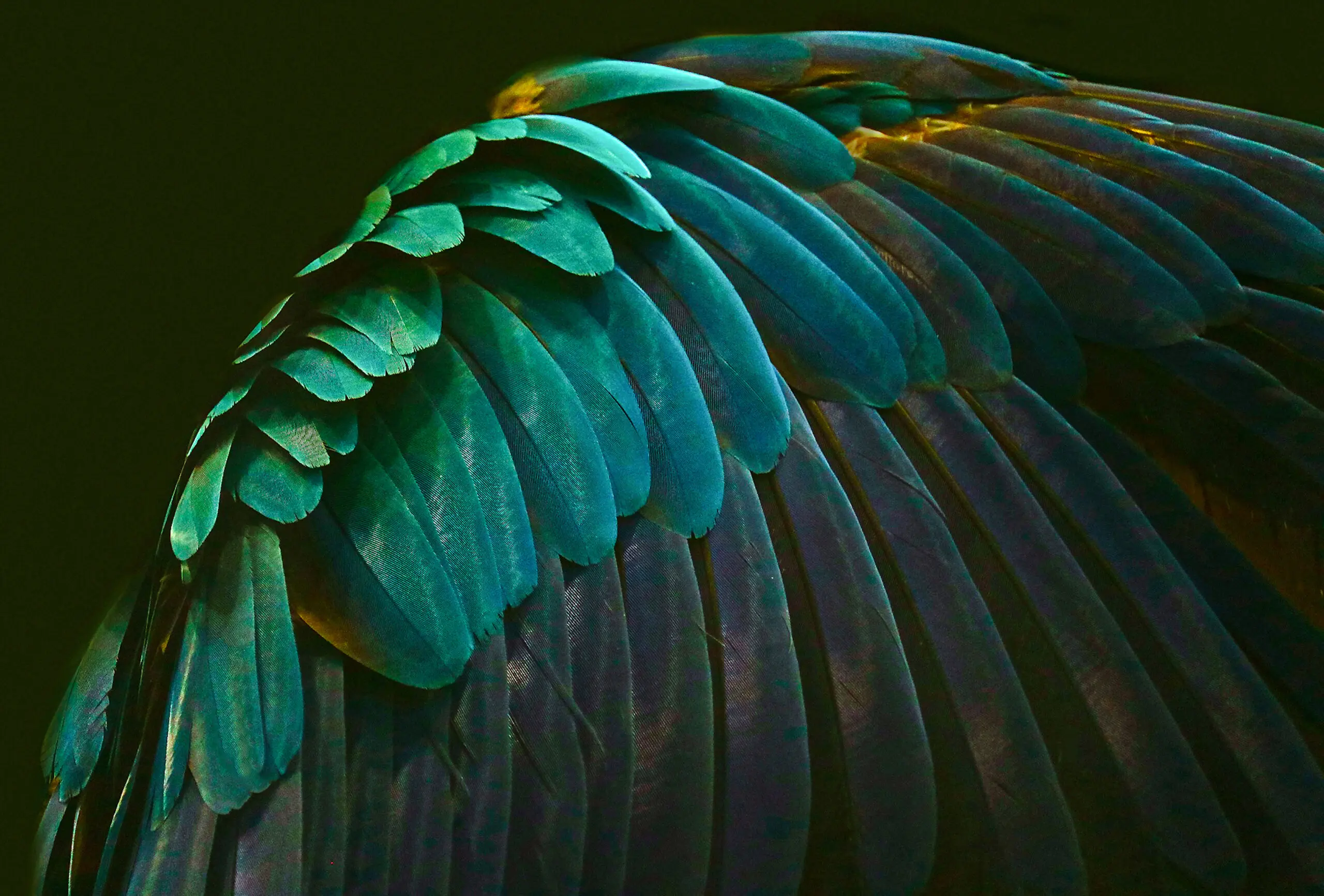 Wandbild (19392) There’s a bird in there somewhere by Robin Wechsler präsentiert: Tiere