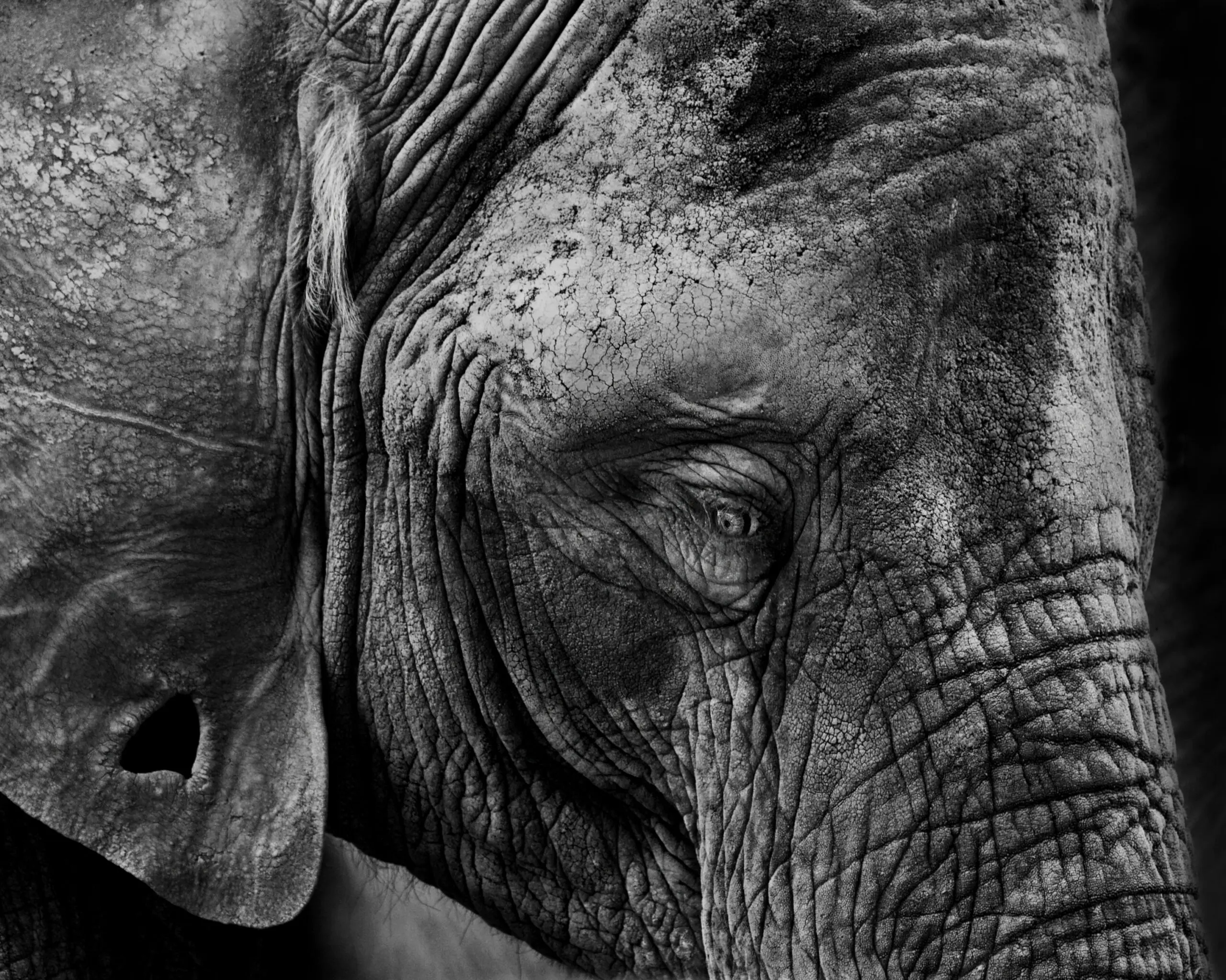 Wandbild (19396) Skin by Francois Audet präsentiert: Kreatives,Tiere