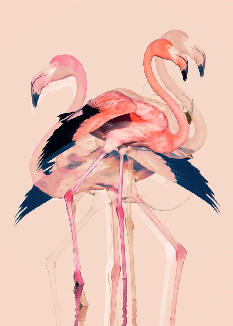 Flamingos nr. 3 by Beard Martinussen