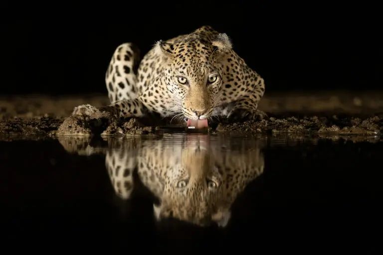 Leopard drinking by Joan Gil Raga