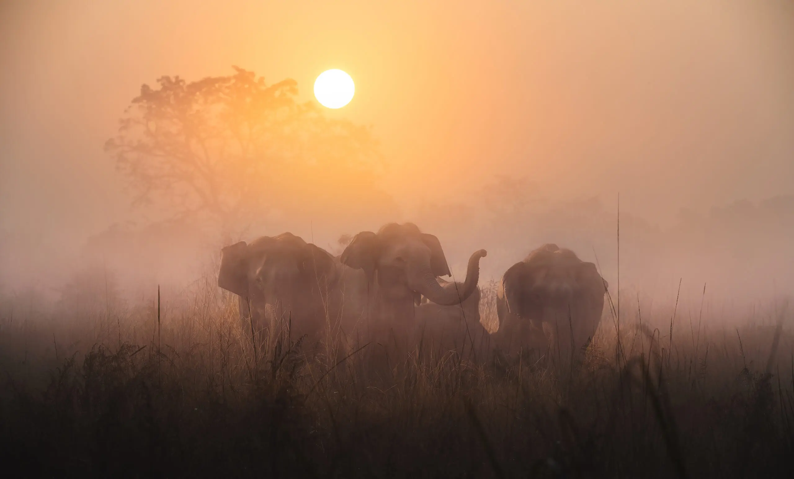 Wandbild (19404) Mornings by Swapnil präsentiert: Tiere,Natur