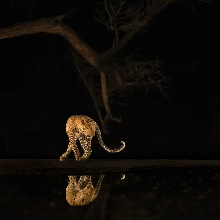  (19406) Look back by Min Li präsentiert: Natur, Tiere, Wasser