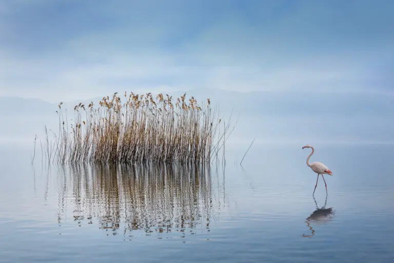  (19410) Volvi Lake by George Digalakis präsentiert: Natur, Tiere, Wasser