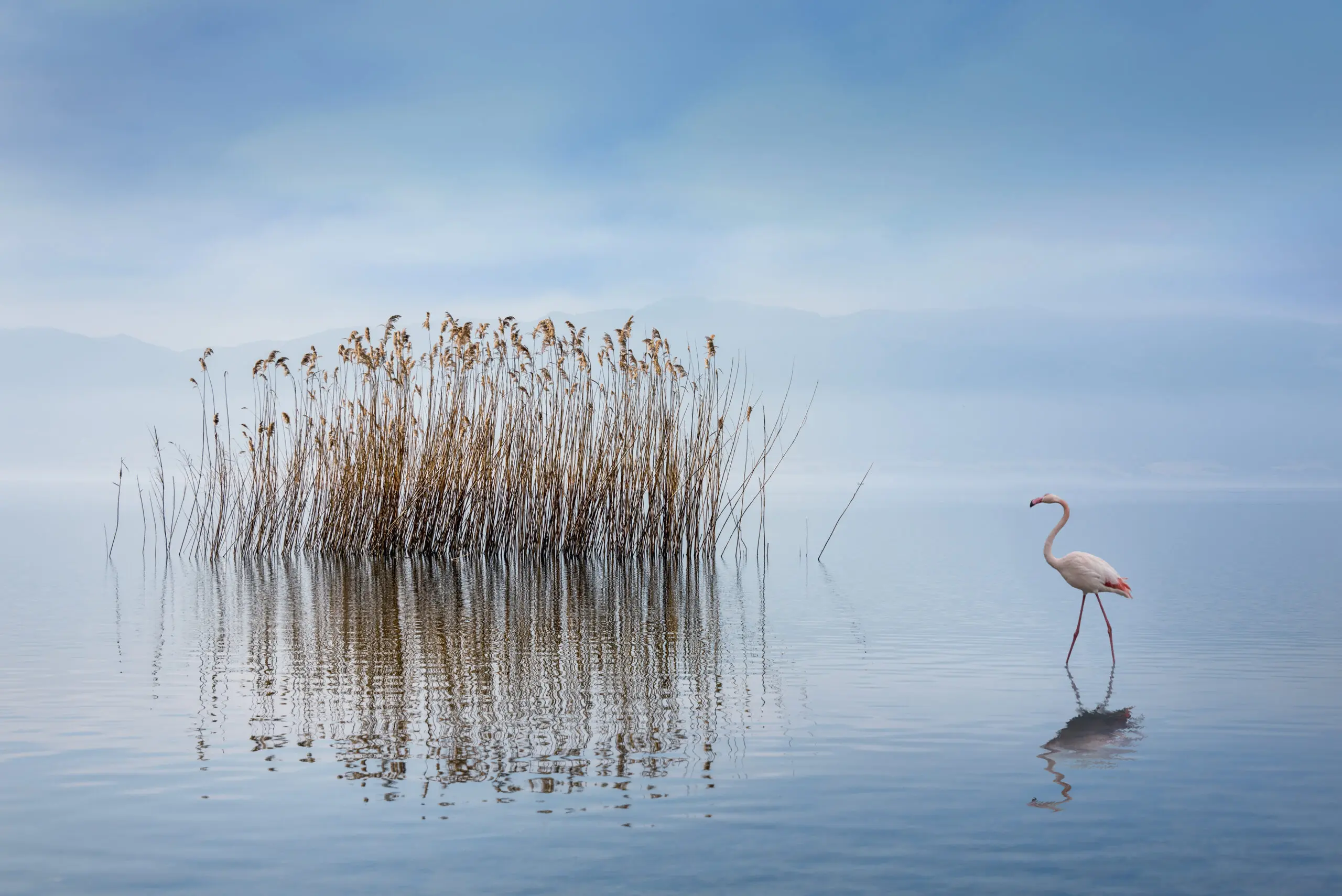 Wandbild (19410) Volvi Lake by George Digalakis präsentiert: Wasser,Tiere,Natur