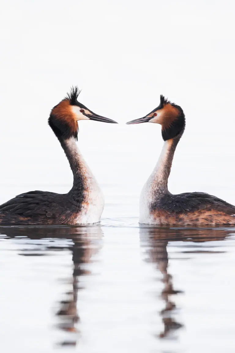  (19412) Loving glances by Magnus Renmyr präsentiert: Tiere, Wasser