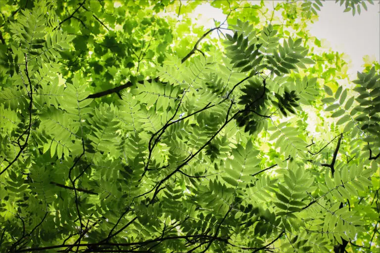 (21904) Rowan Tree Canopy by By Alyson Fennell präsentiert: Blätter, Natur