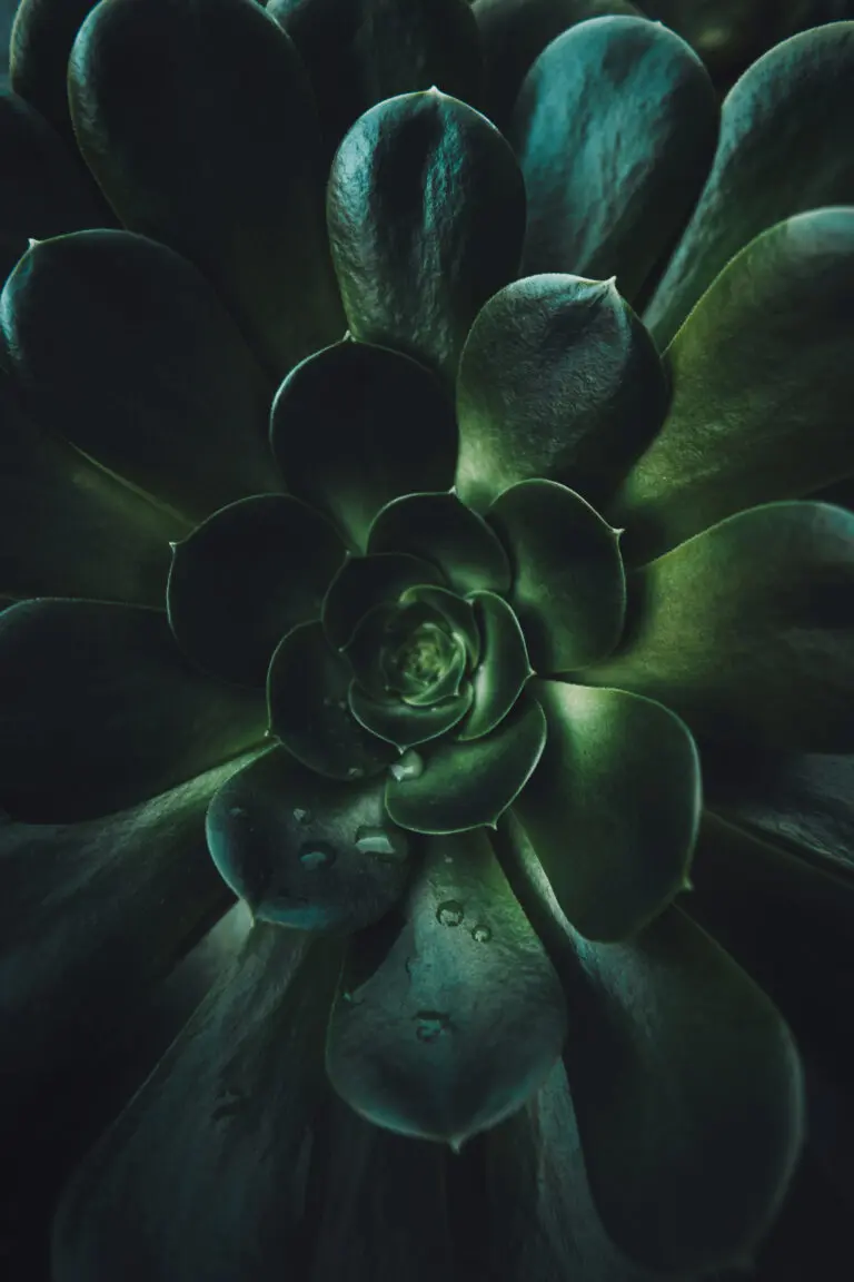  (21927) Succulent by Tim Mossholder präsentiert:  