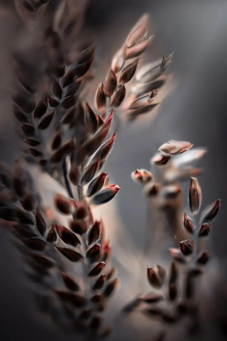  (21929) Bentgrass by By Kristina Zvinakeviciute präsentiert:  