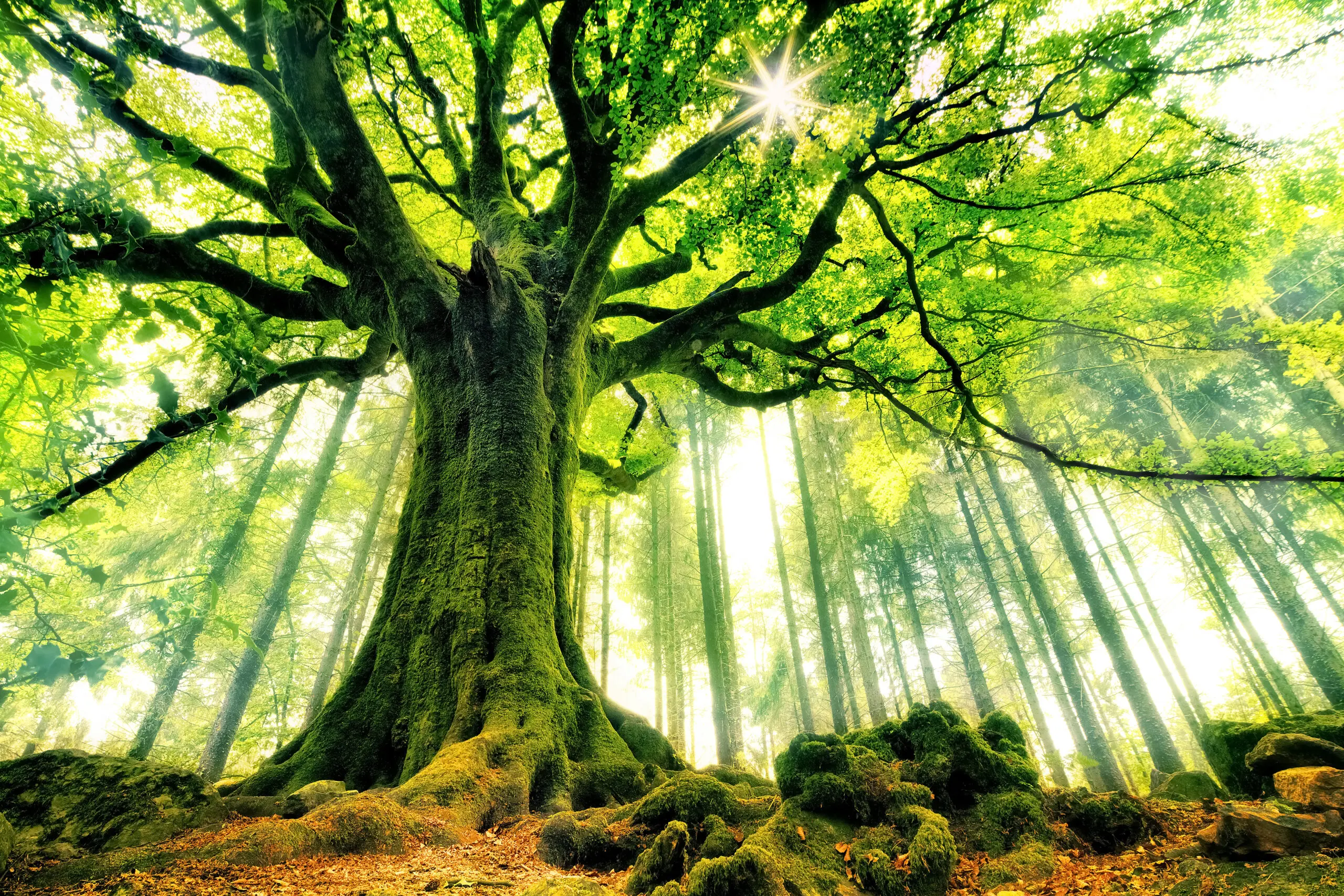 Wandbild (22923) Ponthus Beech by Christophe Kiciak präsentiert: Natur,Landschaften