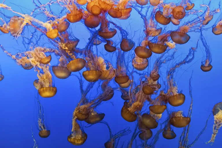 Swarm of Jellyfish by Fred Walker