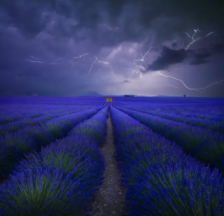 Wetter im Lavendelfeld by Nicolas Schuhmacher