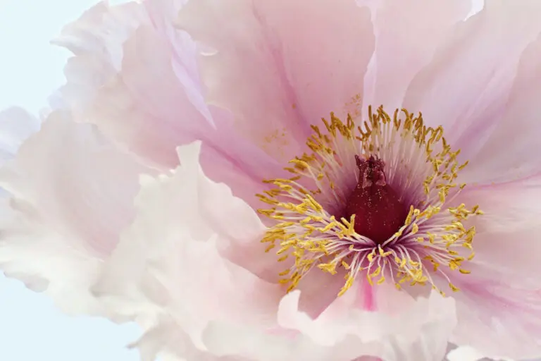  (25134) Pink Tree Peony Flower by Alyson Fennell präsentiert:  