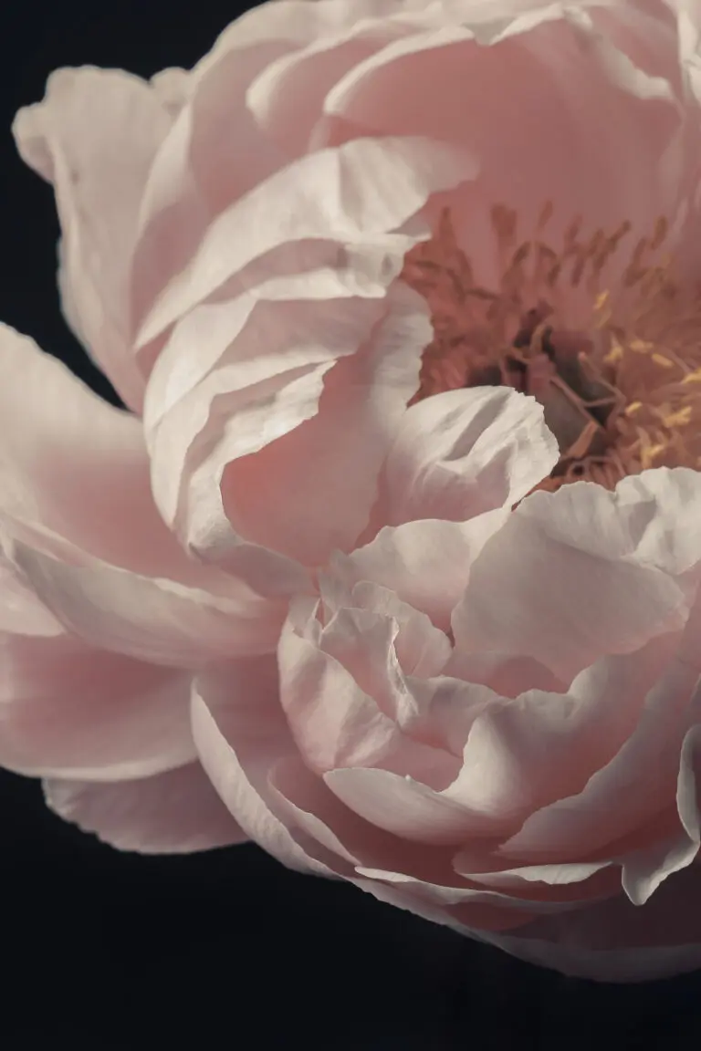  (25136) Coral Peony Flower Closeup by Alyson Fennell präsentiert:  