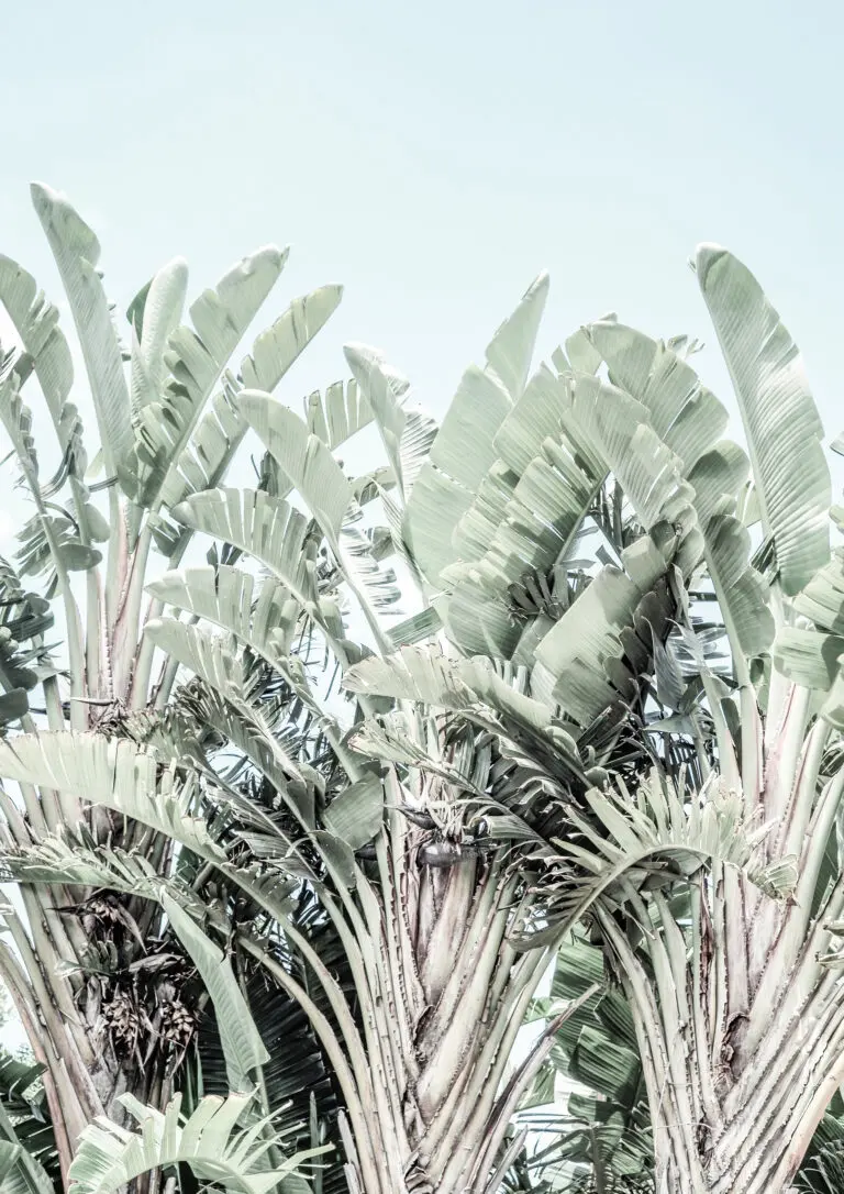  (25138) Tropicana by Shot by Clint präsentiert:  