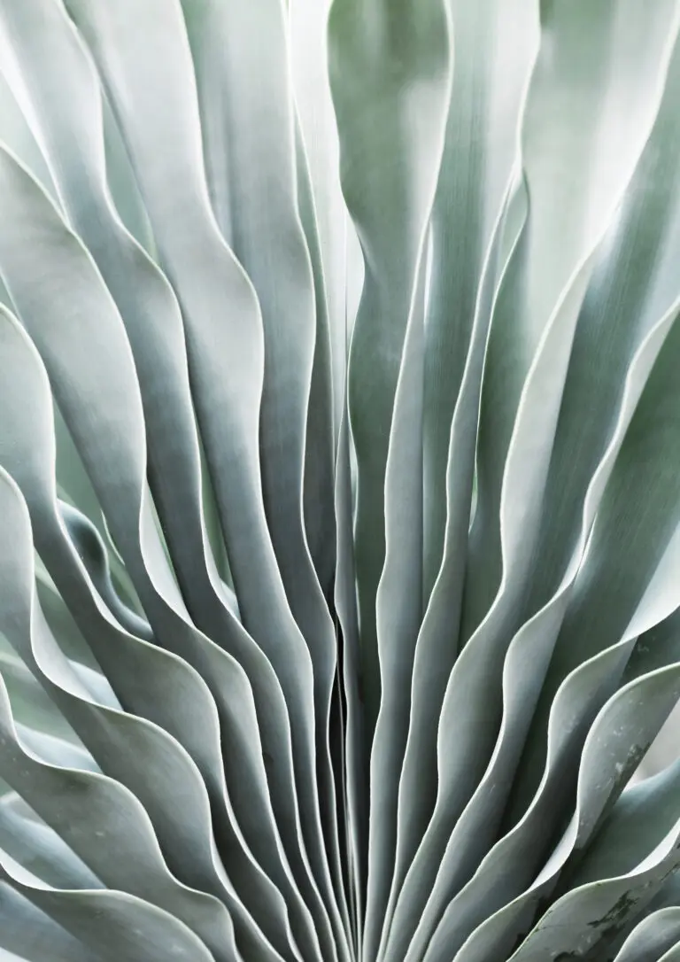  (25140) Blue Agave Side by Shot by Clint präsentiert:  