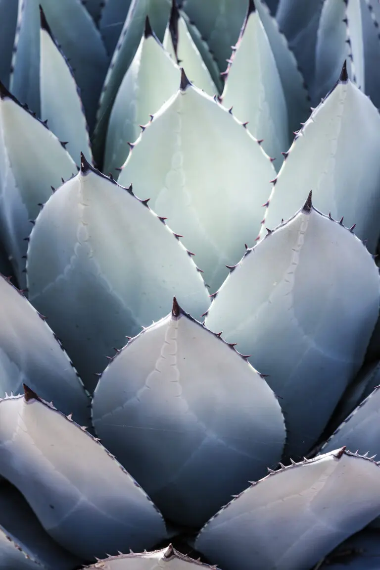  (25142) Blue Agave Side by Shot by Clint präsentiert:  