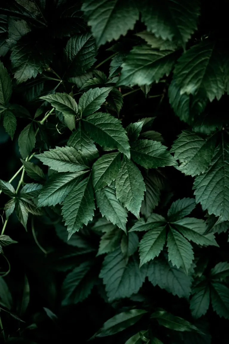  (25150) Dark Leaves 13 by Mareike Bohmer präsentiert:  