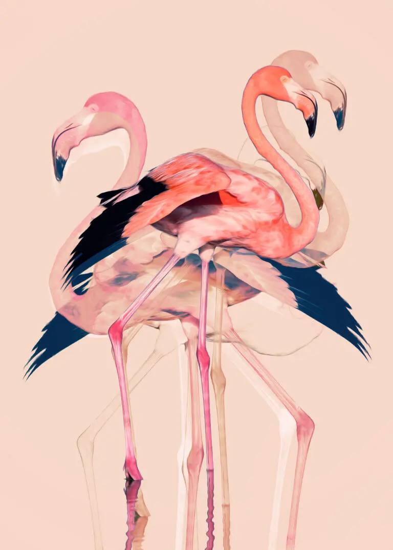  (25500) Flamingos nr. 3 by Baard Martinussen präsentiert:  