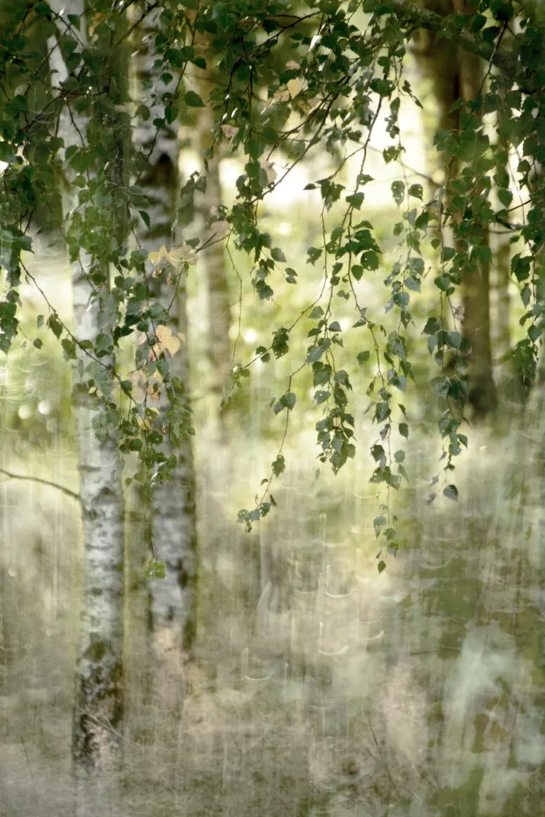  (26041) Spring birch by Christina Sillen präsentiert: Natur