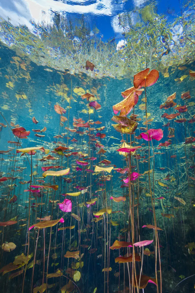  (26116) Aktun Ha Magic by Gustavo Costa präsentiert: Natur, Wasser