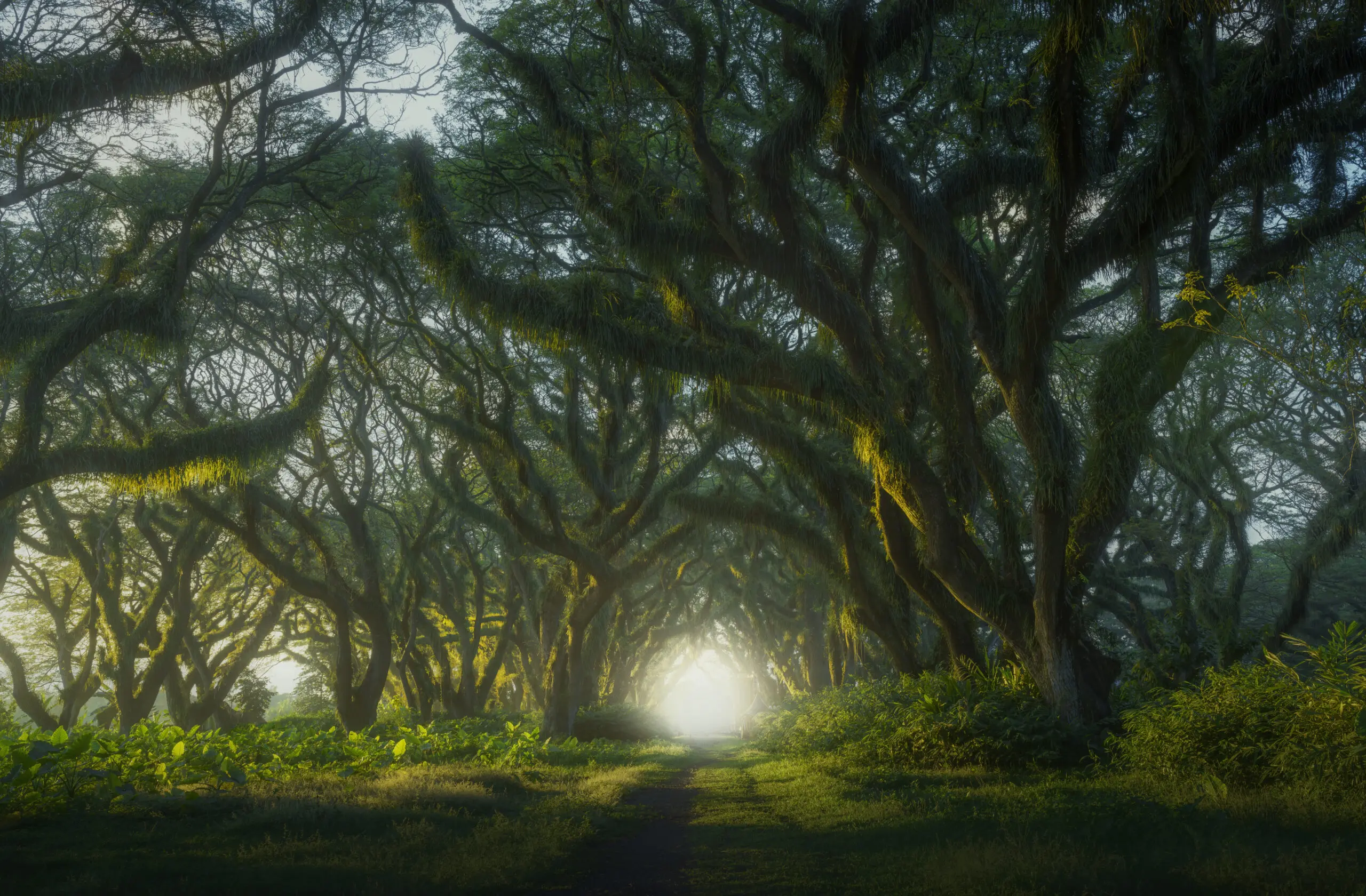 Wandbild (26160) Misty Forest by NingYun Ye präsentiert: Natur
