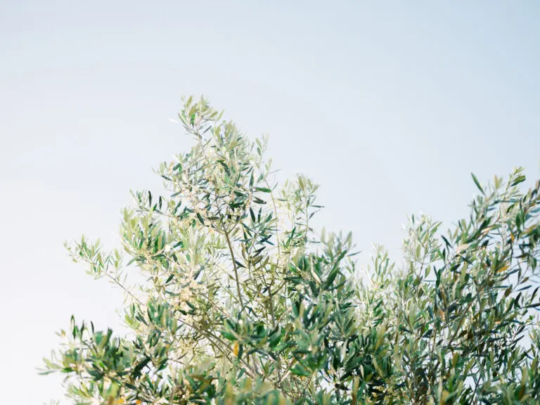  (26236) Olives In Ostuni | Italy Travel Photography by Raisa Zwart präsentiert: Natur