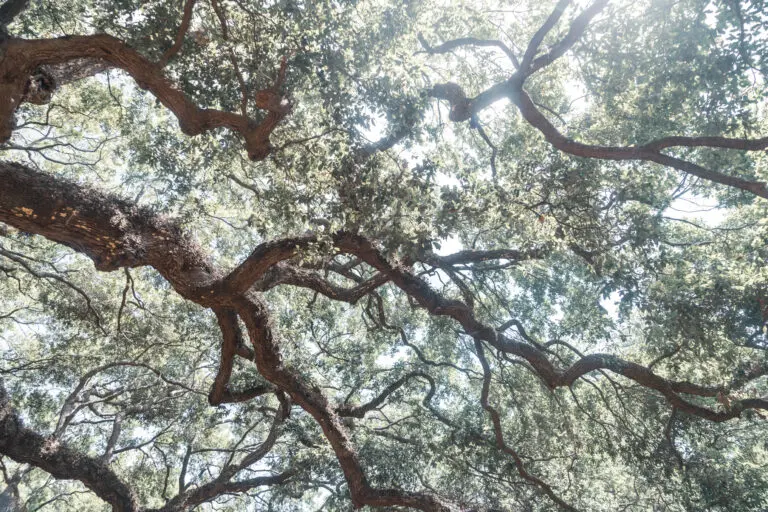  (26291) Angel Oak No. 2 by Courtney Crane präsentiert: Natur