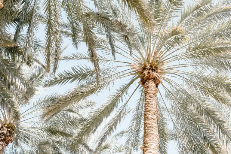  (26295) Palm Trees with blue sky by Photolovers präsentiert: Natur