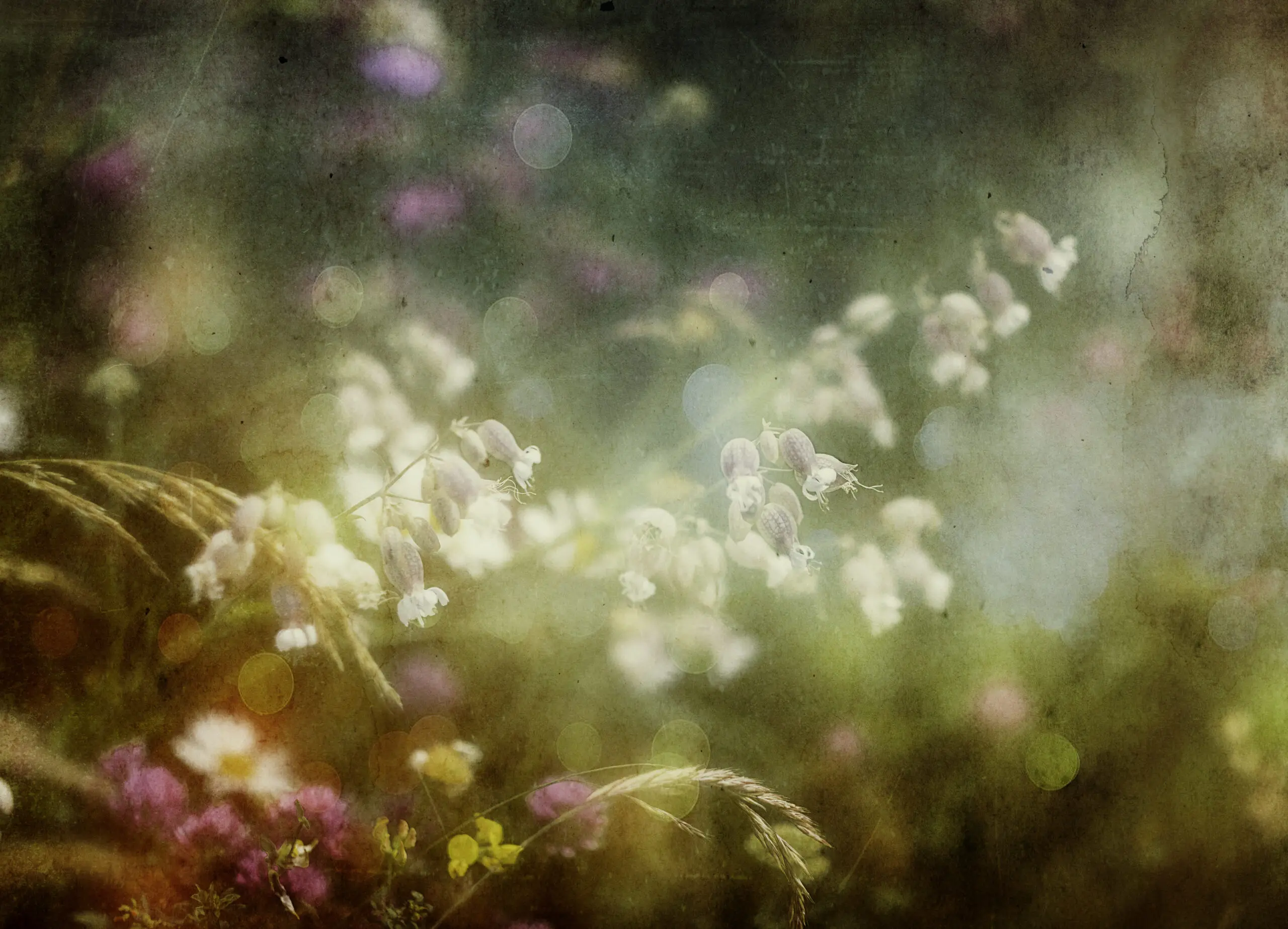 Wandbild (26365) Summercolors…by Stefan Eisele präsentiert: Natur
