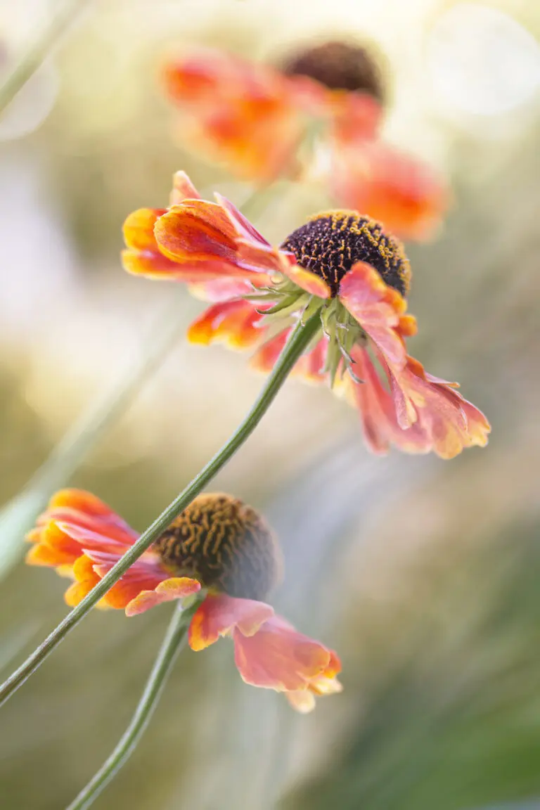  (26367) Helenium* by Mandy Disher präsentiert: Natur