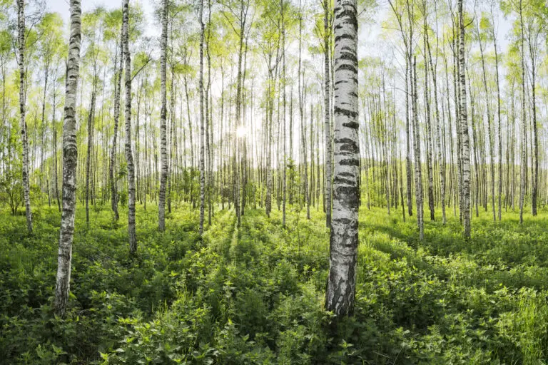  (26608) Spring in the Birch Forest by Stefan Hefele präsentiert: Bäume, Landschaften, Natur, Sommer, Wälder