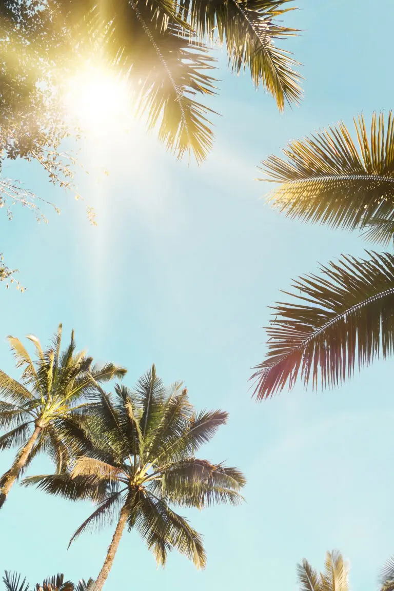  (26859) Sun Rays by Kathrin Pienaar präsentiert: Bäume, Natur