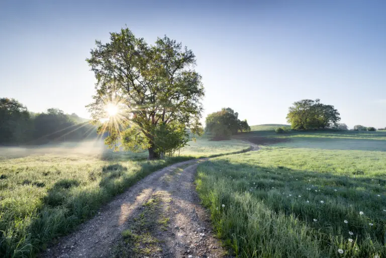  (26957) Spring Path by Stefan Hefele präsentiert: Landschaften, Natur, Sommer, Wälder, Wege