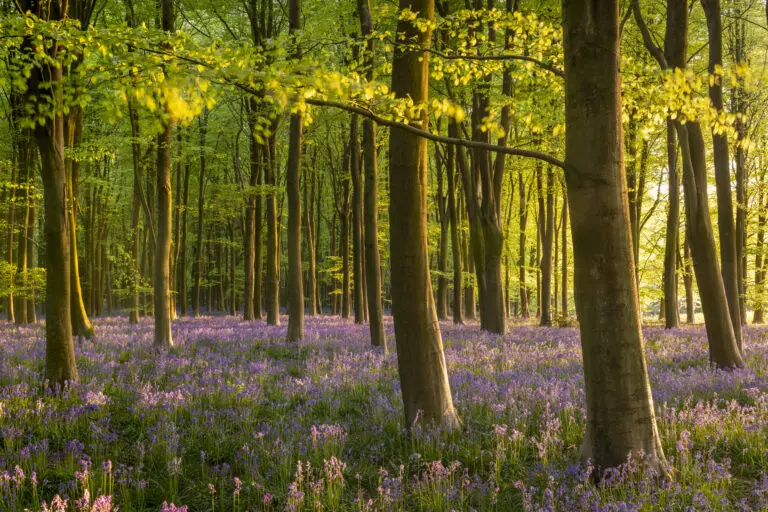  (26959) Bluebell Woodland by Adam Burton präsentiert: Bäume, Blumen und Blüten, Frühling, Landschaften, Natur, Sommer, Wälder