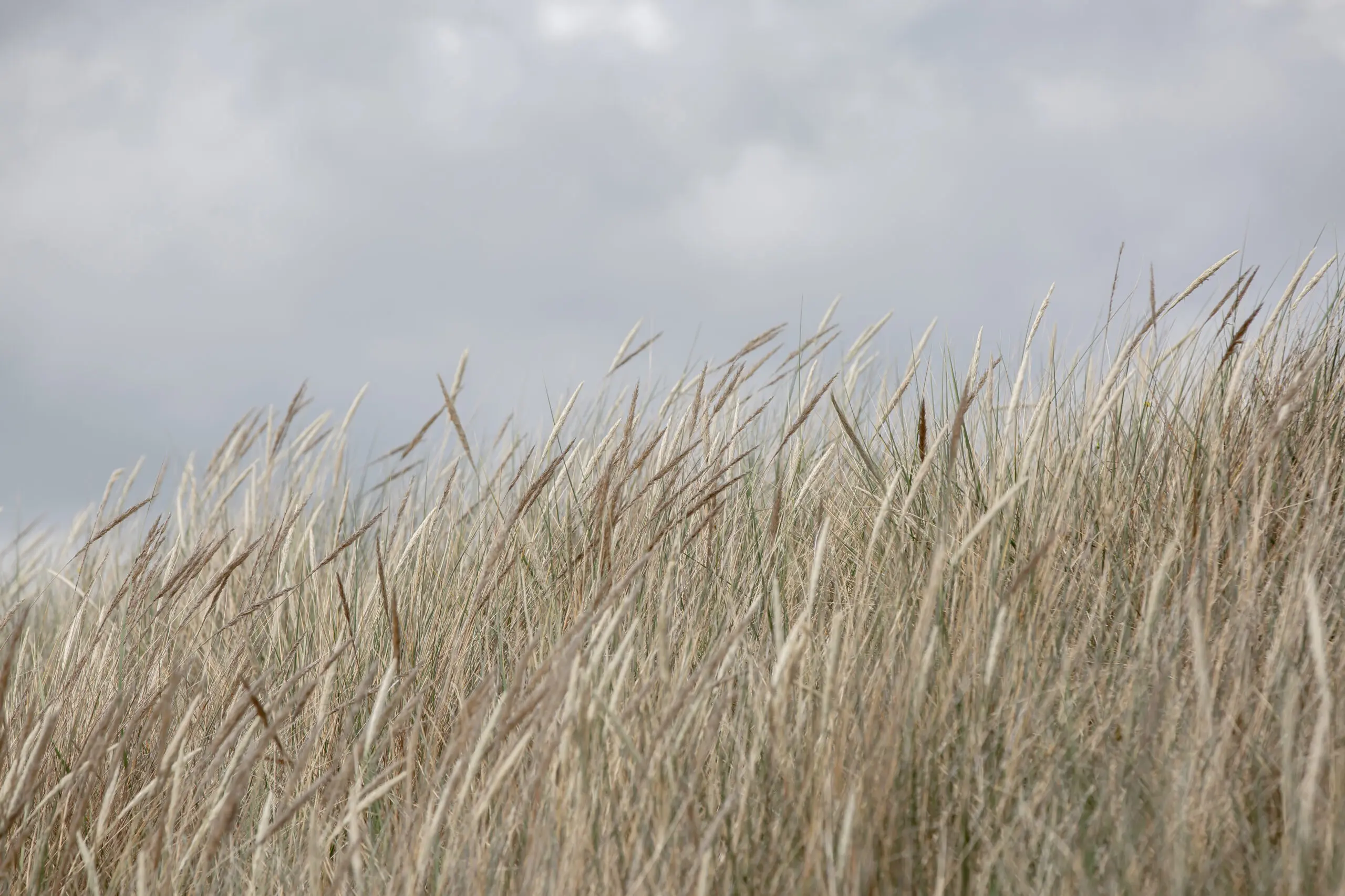 Wandbild (27265) Dunes and Clouds by Mareike Bohmer präsentiert: Landschaften,Natur,Gr&auml;ser,Fr&uuml;hling,Sommer