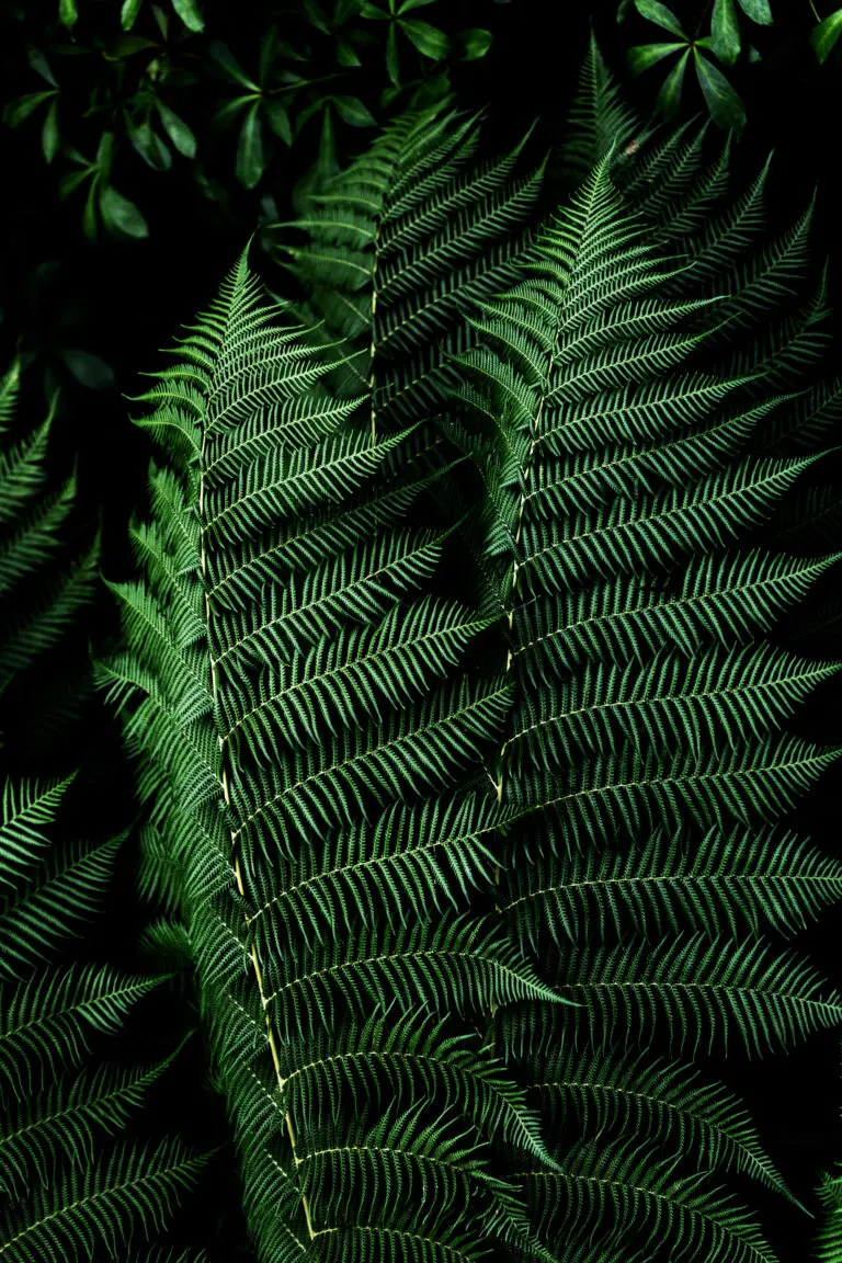  (27267) Dark Leaves 16 by Mareike Bohmer präsentiert: Details und Strukturen, Farne, Makro, Natur