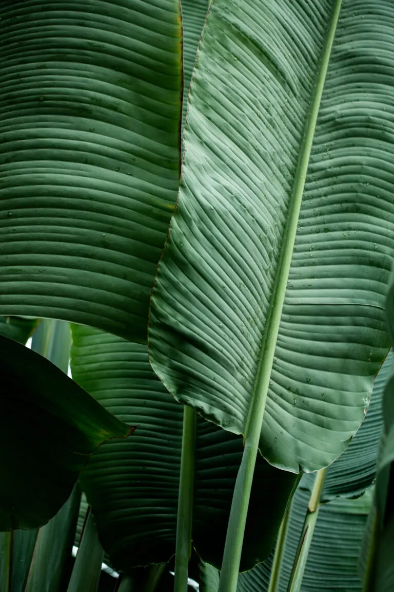  (27269) Leaves 14 by Mareike Bohmer präsentiert: Makro, Natur