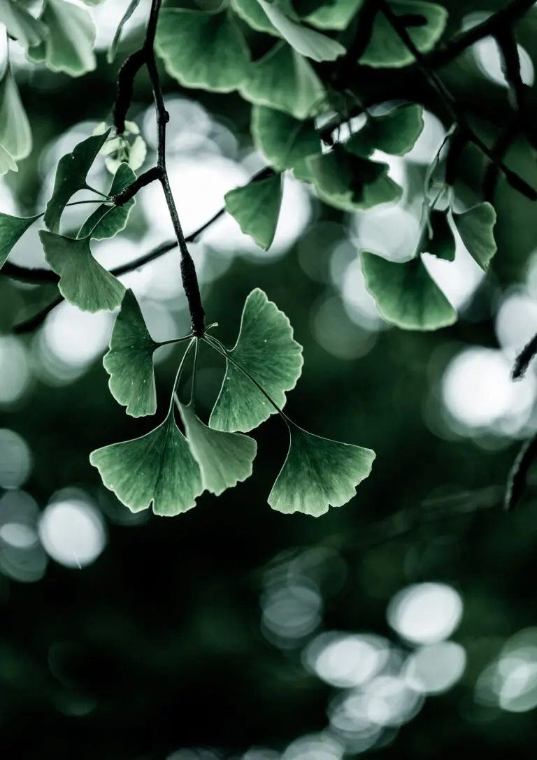  (27271) Ginko 1 by Mareike Bohmer präsentiert: Blätter, Makro, Natur