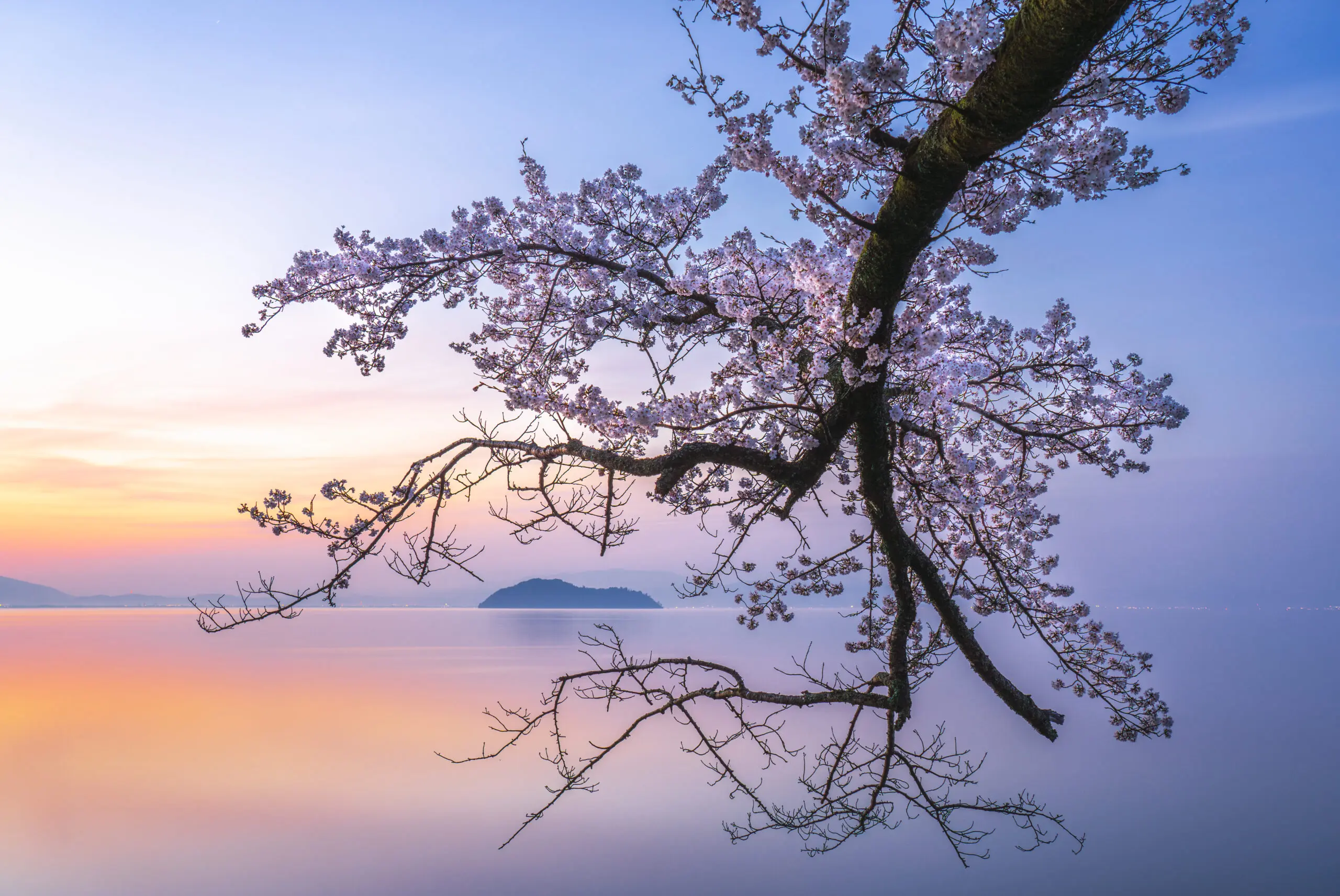 Wandbild (28337) Cherry blossoms on the lake in the morning glow by Hiroaki Ikeshita präsentiert: Wasser,Natur,Bäume,Blätter,Blumen und Blüten,Seen,Wasserspiegelungen