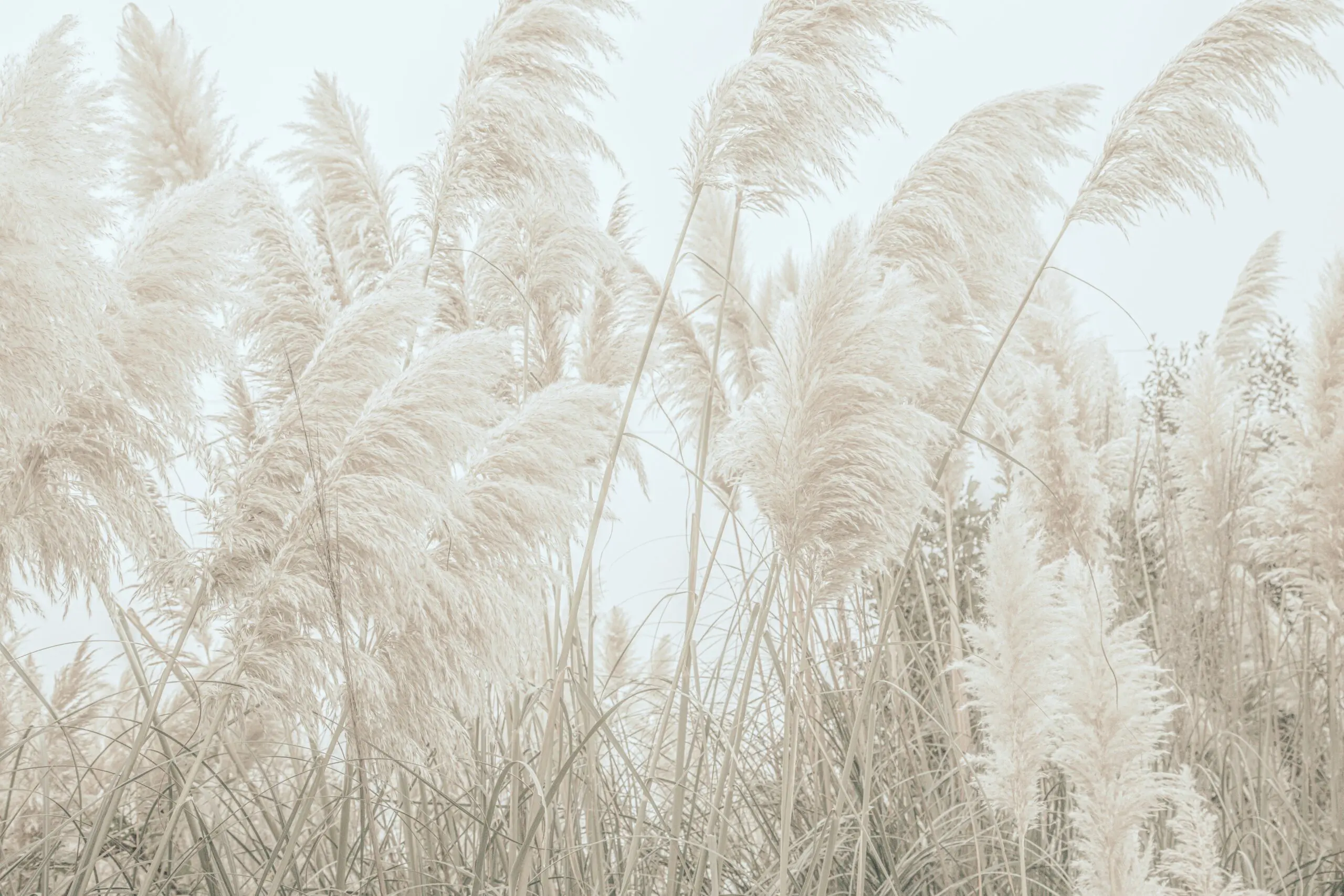 Wandbild (28501) Wild Pampas Reed And Natureas Beauty by Monika Strigel präsentiert: Natur,Landschaften,Gräser,Sommer